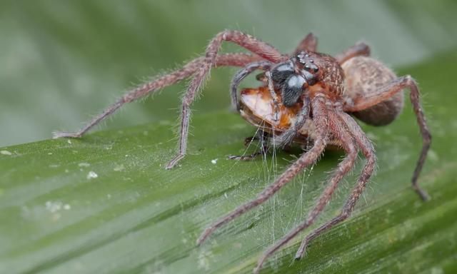 世界上最大的 10 只蜘蛛