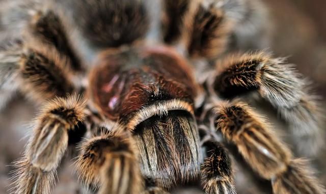 世界上最大的 10 只蜘蛛