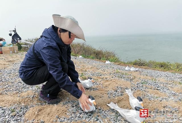 福建首次！“神话之鸟”中华凤头燕鸥繁殖被全程记录
