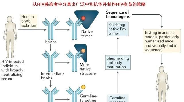 值得期待的艾滋病病毒疫苗