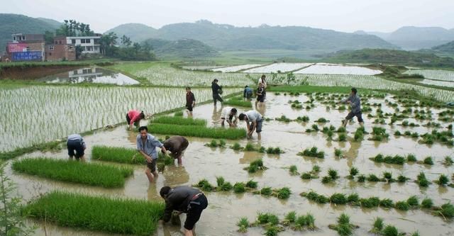 明日立夏，老祖宗留下的关于立夏的6句俗语，每一句都饱含智慧