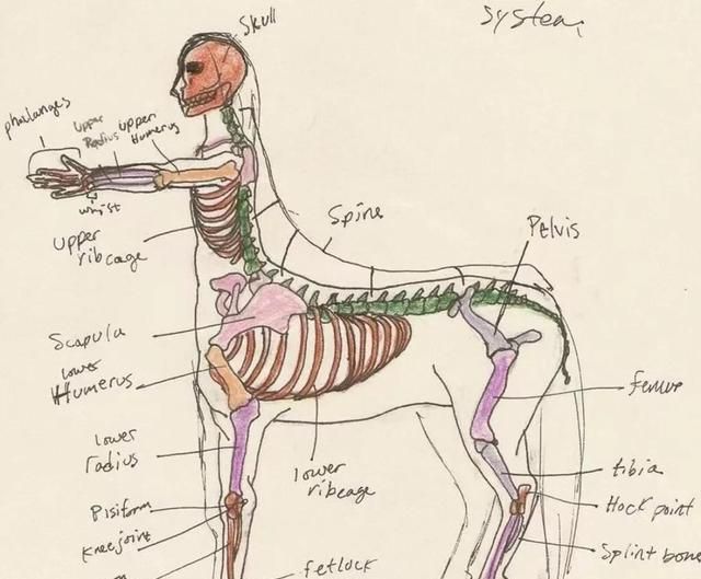 物种狂人画出半人马骨骼解析图，半人马物种是否真实存在过？