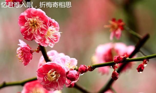 梅花：因为独特的花性走向神坛。浅谈梅花的起源和发展