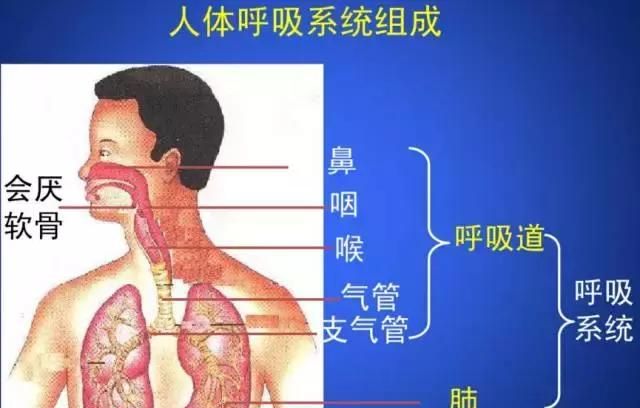 高中生物：氧气是如何进入细胞被利用的