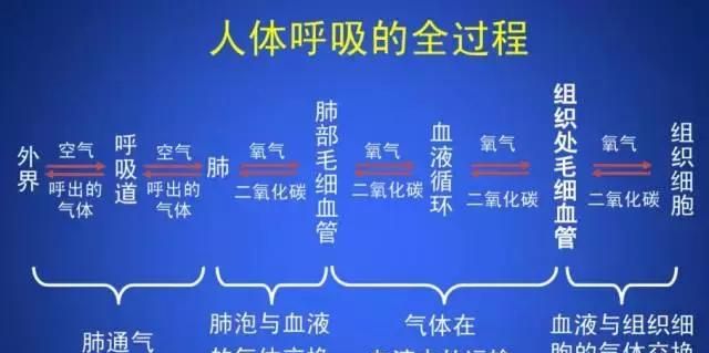 高中生物：氧气是如何进入细胞被利用的