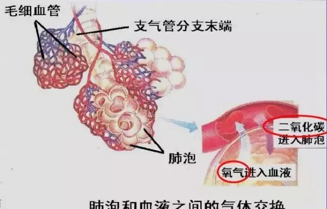 高中生物：氧气是如何进入细胞被利用的