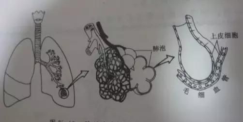 高中生物：氧气是如何进入细胞被利用的