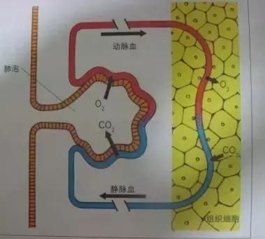 高中生物：氧气是如何进入细胞被利用的