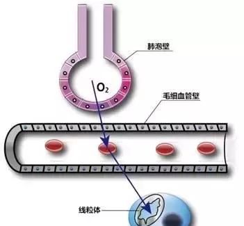 高中生物：氧气是如何进入细胞被利用的