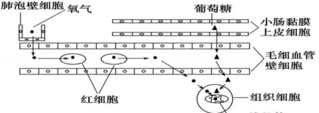 高中生物：氧气是如何进入细胞被利用的