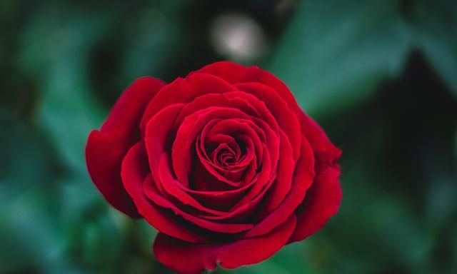 《说文解字》第32课：玫瑰是表达爱意的花，中文“玫瑰”代表什么