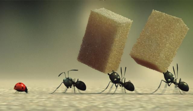 你被蚂蚁困扰了吗？家庭防治蚂蚁小妙招来了！