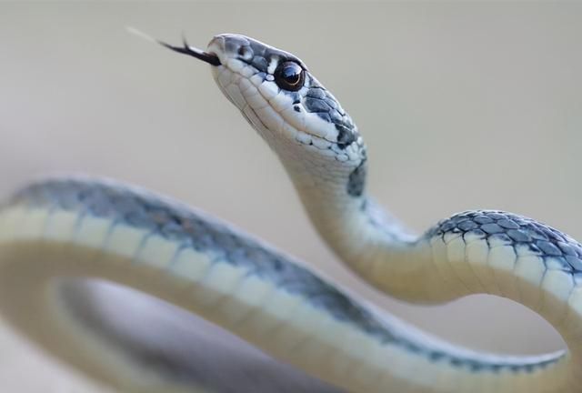 “蛇”字的汉字由来与演变，蛇是自然界真正让人打心底恐惧的存在