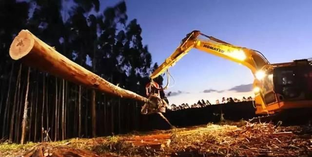 欧标建材｜木材的来源——巴西