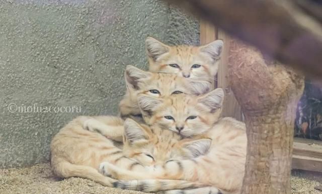 难得一见的沙漠猫午睡全家福，毛团子们挤在一起睡觉的场景真可爱
