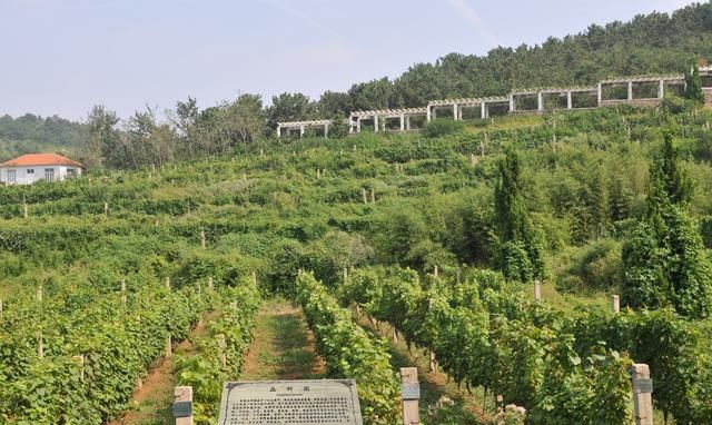 美景山东｜华东葡萄酒庄园：国家级工业旅游示范点