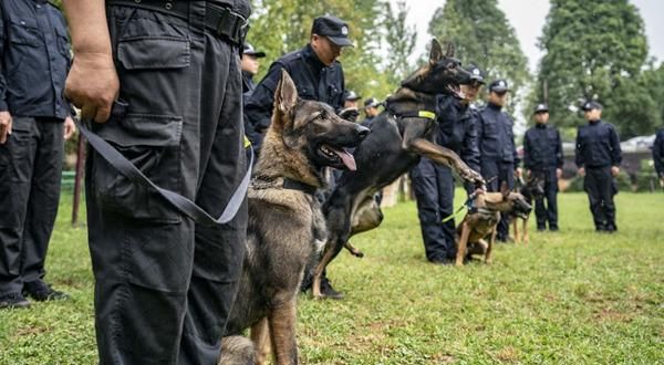 我国首只警用工作克隆犬“昆勋”入警