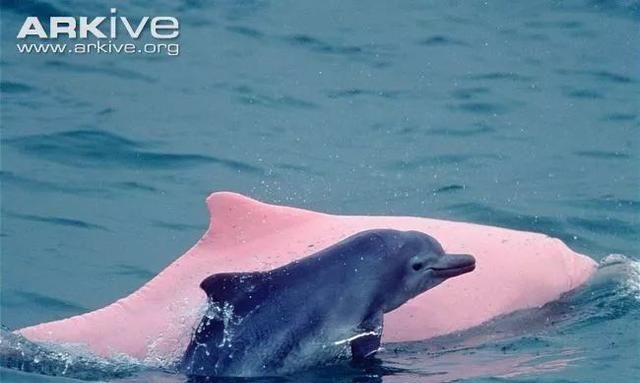 真让人少女心炸裂，居然有粉色的海豚