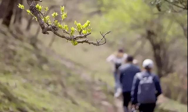 清明为什么要祭祖？这是我听过最好的答案