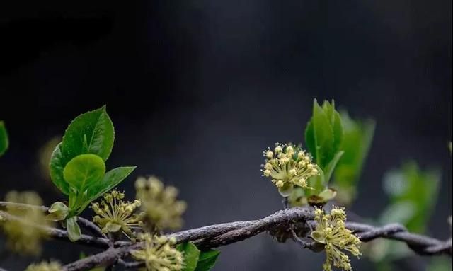 清明为什么要祭祖？这是我听过最好的答案