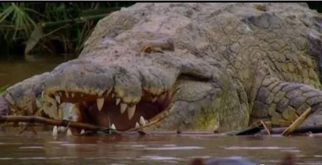 地球上最大的鳄鱼排名前十，第一名长7米重2吨
