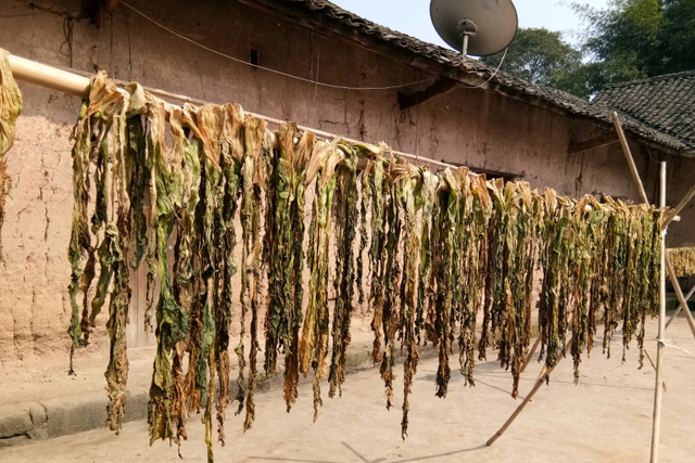 腌盐菜，用母亲40年的老配方，干香可口，炒啥都好吃，一年不变味