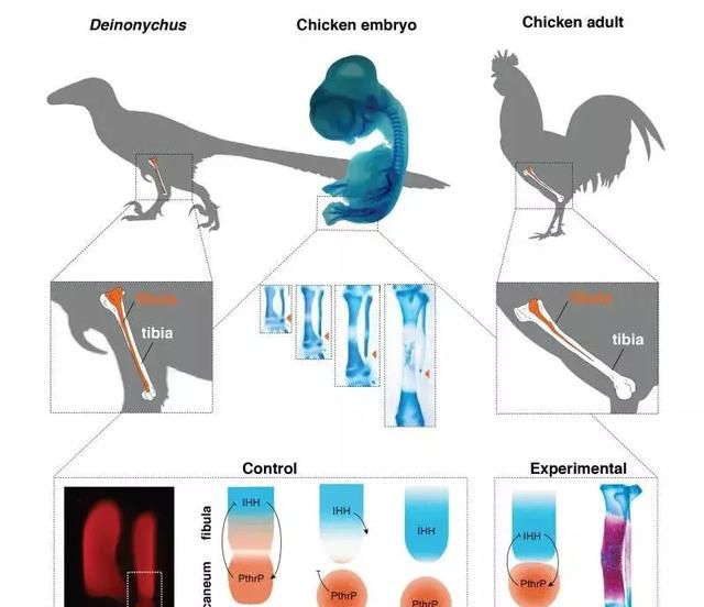 不是异想天开，这位科学家想通过改造鸡的基因，复活一头史前恐龙