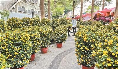 你知道春节的由来吗？逛花市、摆年桔这些广式年俗又从何而来？