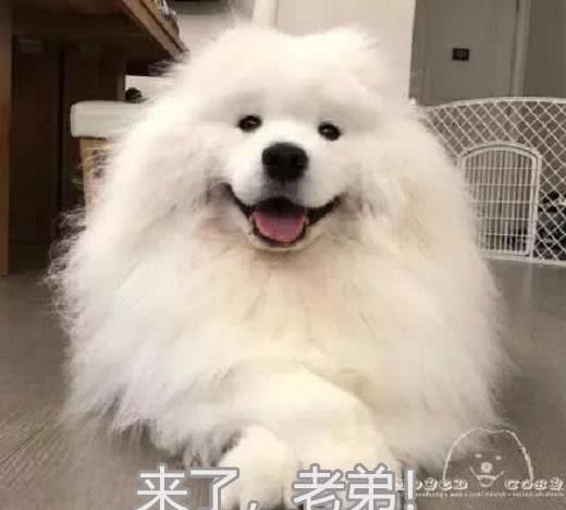 家里进贼了，“傻宝”萨摩耶犬笑脸相迎：来了，老弟