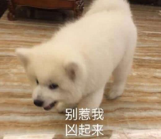 家里进贼了，“傻宝”萨摩耶犬笑脸相迎：来了，老弟