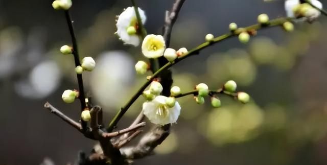 中国十大名花排行榜，哪个是你的最爱？