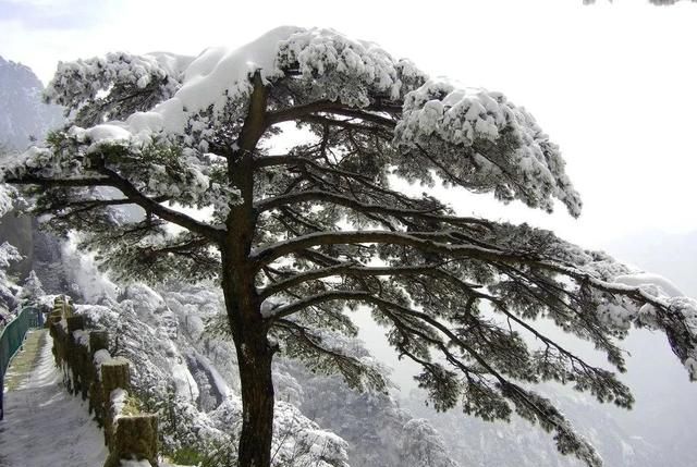 雪松：高大乔木，树干直立，树冠塔形，四季常绿，极具观赏价值