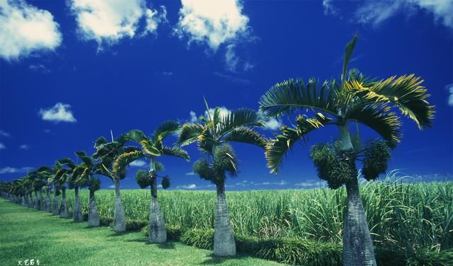 非洲岛国毛里求斯非常富裕，对中国游客免签，风光绝美、美女如云