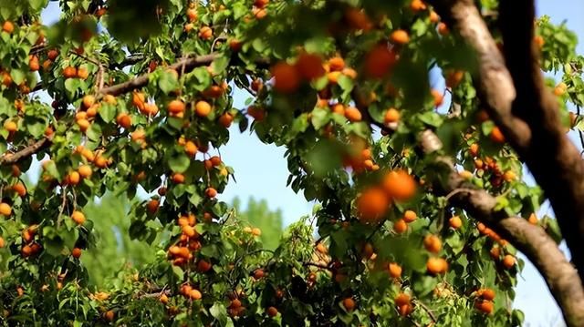 曾是北方的主流水果，为何没落到无人种植？杏有哪些致命弱点？