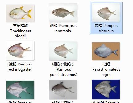 鲳鱼又叫平鱼、镜鱼，在我国近海分布广泛，它肉多刺少是很好吃的