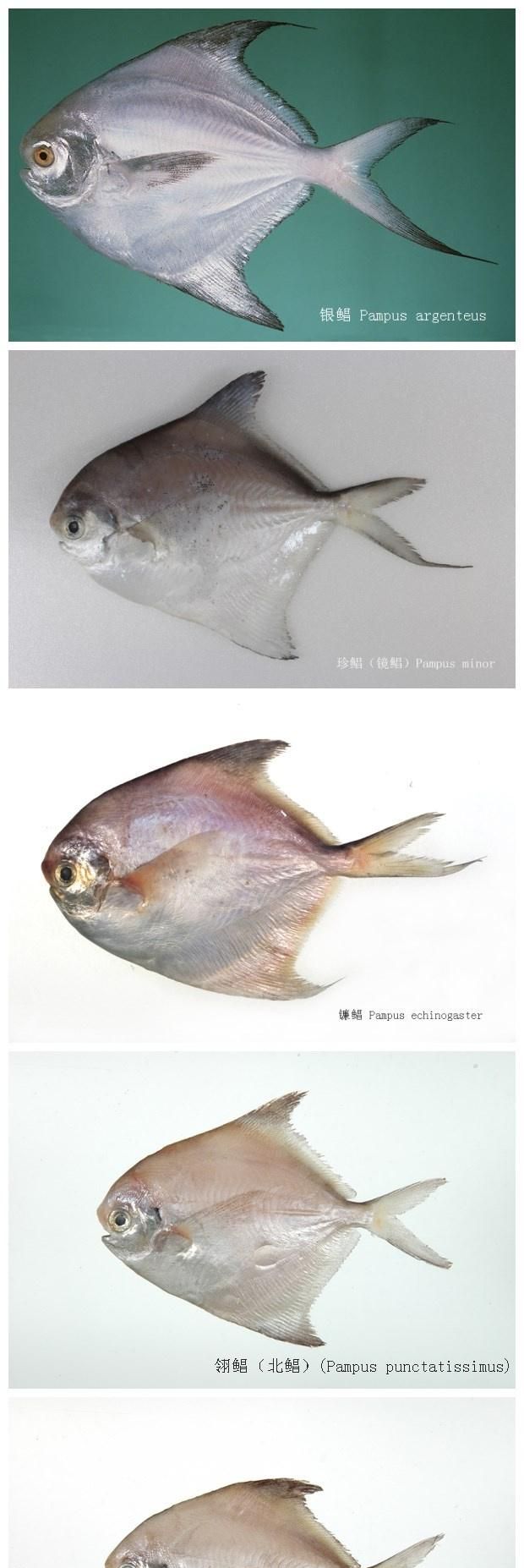 鲳鱼又叫平鱼、镜鱼，在我国近海分布广泛，它肉多刺少是很好吃的
