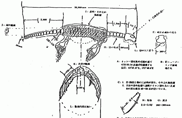 1977年，日本捕鱼船捞起的“海怪”尸体，是全球最后的蛇颈龙吗