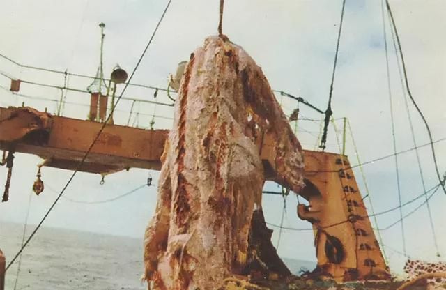 1977年，日本捕鱼船捞起的“海怪”尸体，是全球最后的蛇颈龙吗