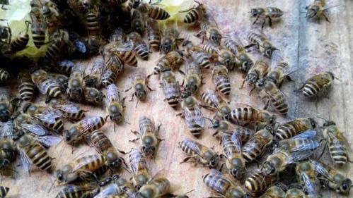 自然界的“小精灵”蜜蜂，它们都有哪些我们不知道的有趣的行为？