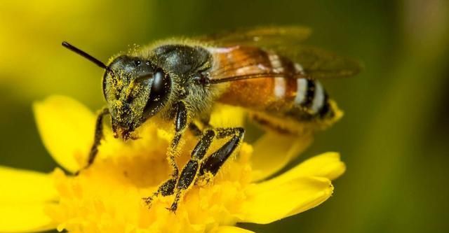 自然界的“小精灵”蜜蜂，它们都有哪些我们不知道的有趣的行为？