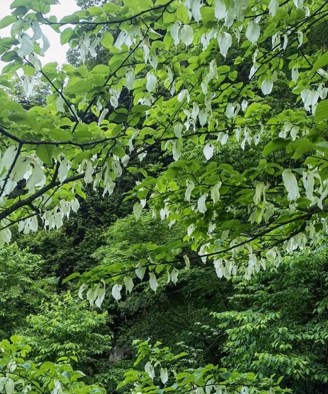 石门新发现一处野生珍贵树种珙桐群落 总数超100株 最大的一株高约25米