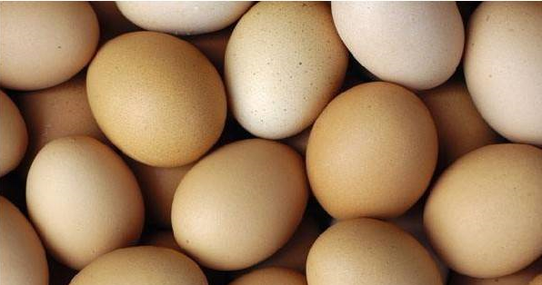 鸡蛋人工孵化十大要点，掌握好助你养殖无忧