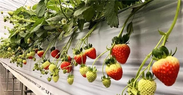 余杭产吉尼斯最甜草莓上市 要和草莓界的爱马仕扳手腕！