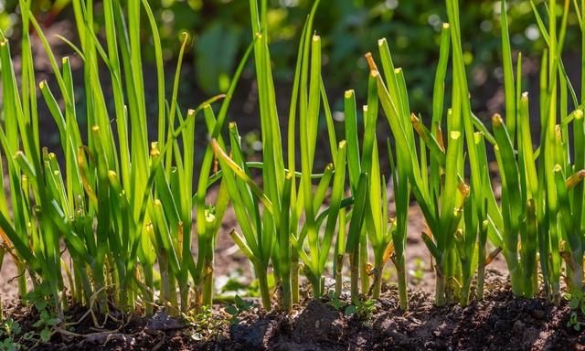 冬前何时收获最后一茬韭菜？5分钟了解菜农分享韭菜越冬养护经验