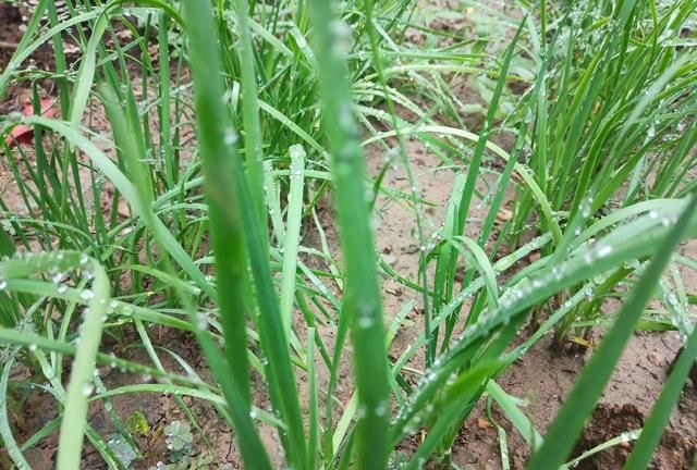 冬前何时收获最后一茬韭菜？5分钟了解菜农分享韭菜越冬养护经验