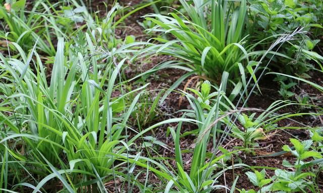 冬前何时收获最后一茬韭菜？5分钟了解菜农分享韭菜越冬养护经验