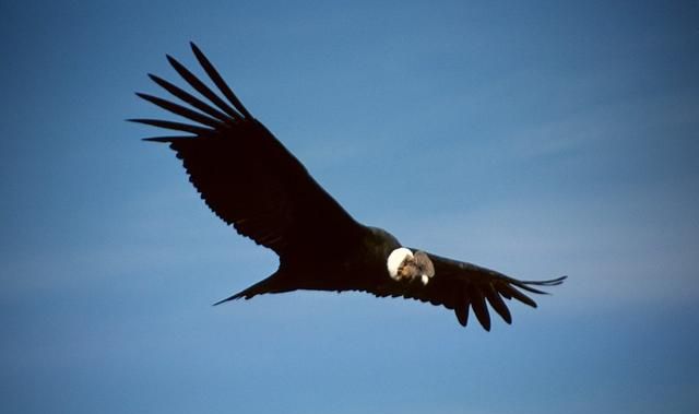 巴塔哥尼亚将建大型风电场，“世界最大飞禽”生存恐受威胁