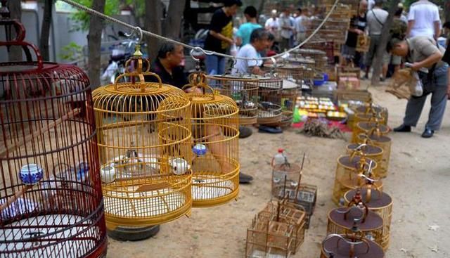 广东一男子饲养和尚鹦鹉被抓，为国家保护动物，每只价值10000元