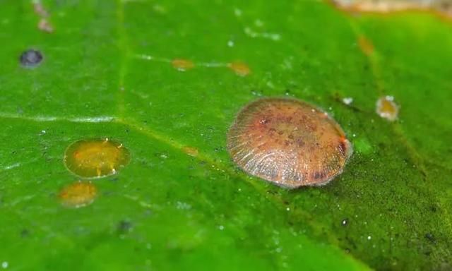 夏天烦人的蚧壳虫，有太多方法预防和清除了，赶紧学起来