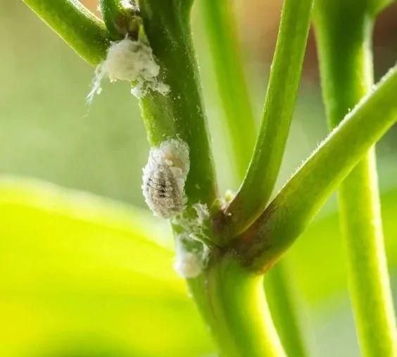 夏天烦人的蚧壳虫，有太多方法预防和清除了，赶紧学起来